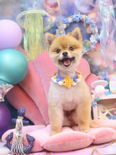 20240806たぬきちくん